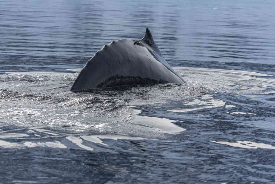 Ballena Minke - Antártida 14.jpg